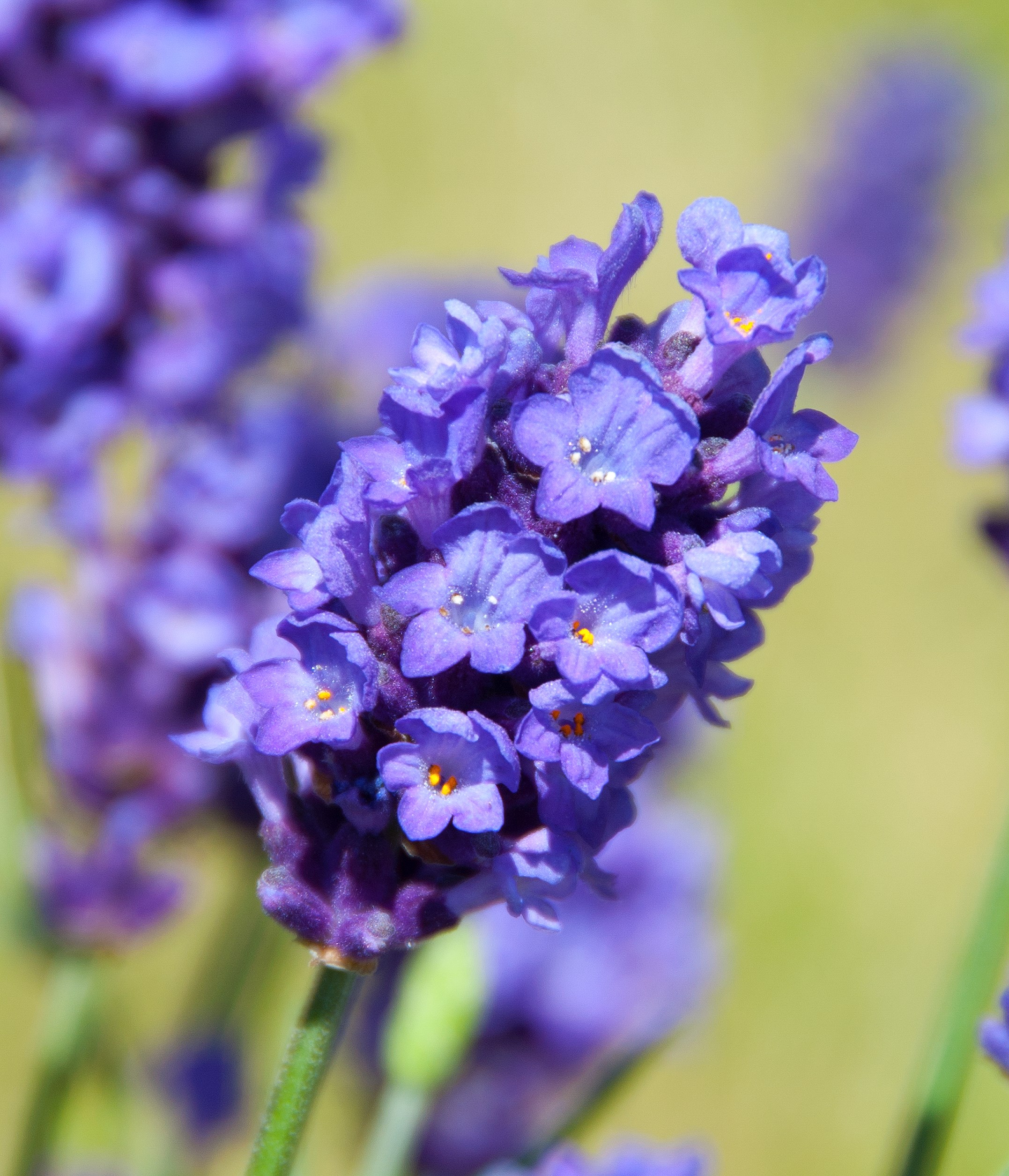 Website/Plants/2144398780/Images/Gallery/Pop flower 2.0.jpg